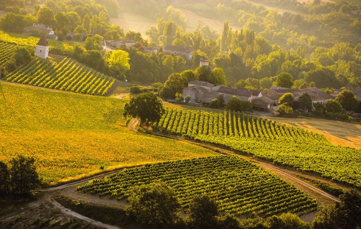 Gaillac wijngaarden